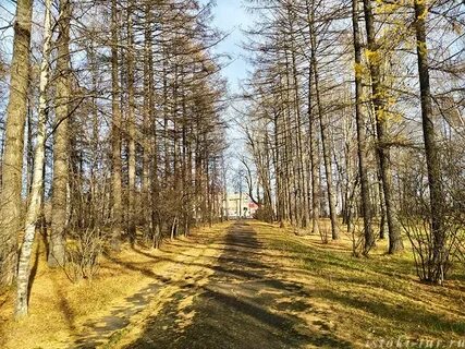 Лиственничная аллея