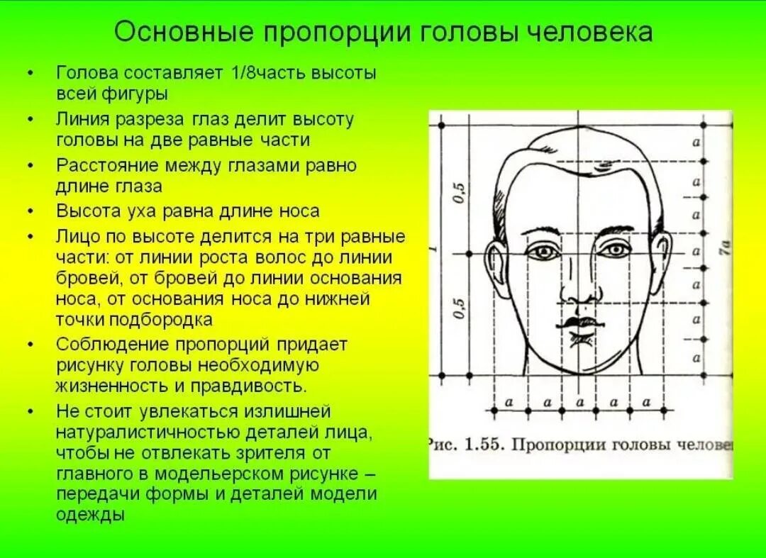 У взрослого размер головы занимает. Пропорции головы человека. Пропорции лица человека схема. Схема пропорций головы человека. Пропорции головы человека для рисования.