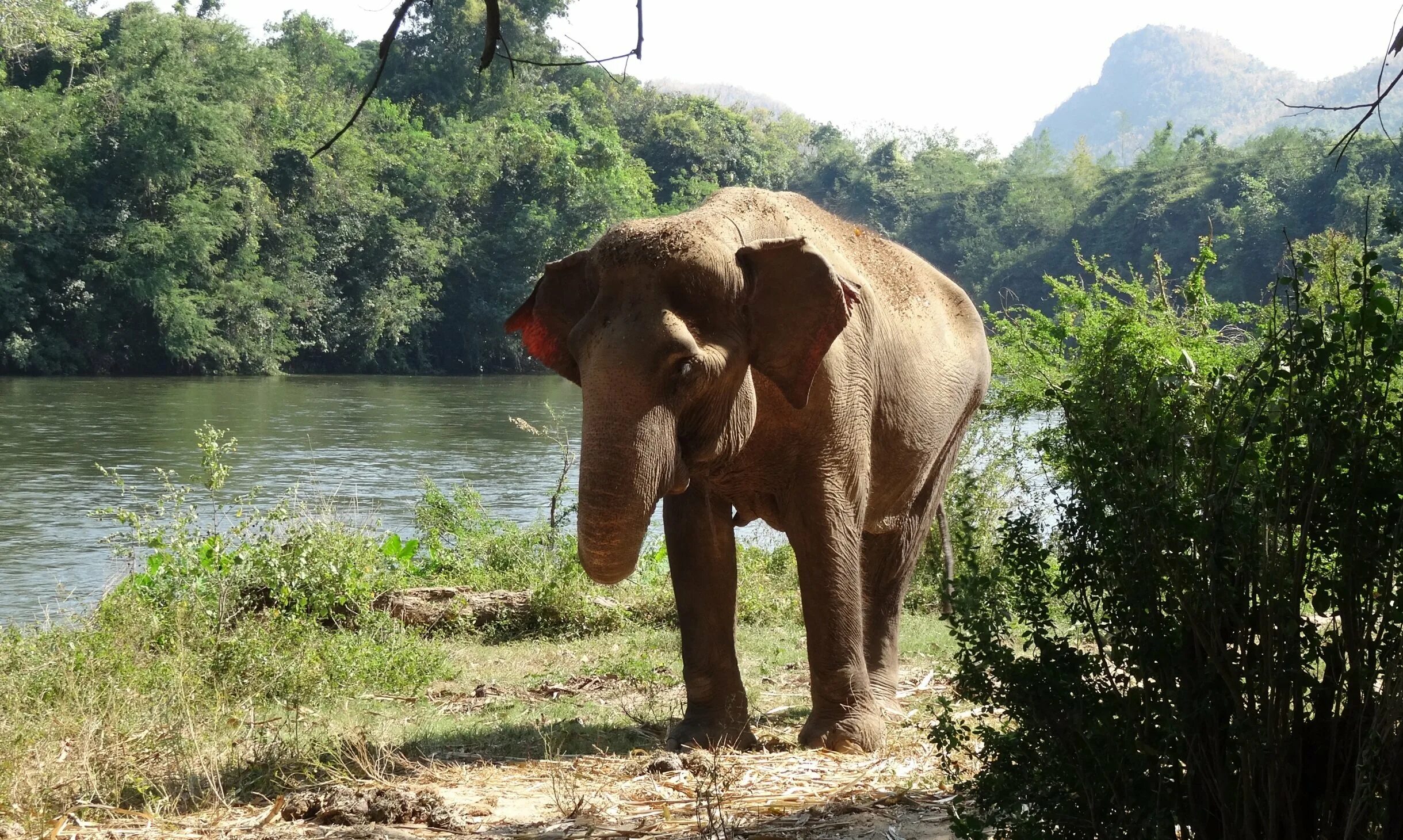 Индийский слон тропического леса. Джунгли в Индии слон. Индийский слон дикий. Слоны в джунглях. Обитатели индийского