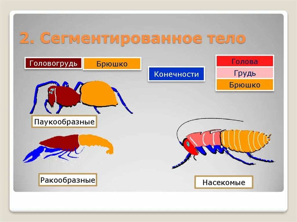 Сегментация тела ракообразных. Сегментация членистоногих. Сегменты тела членистоногих. Конечности членистоногих. Сегментированное тело у каких