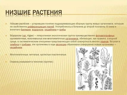 Какие растения относятся к простейшим
