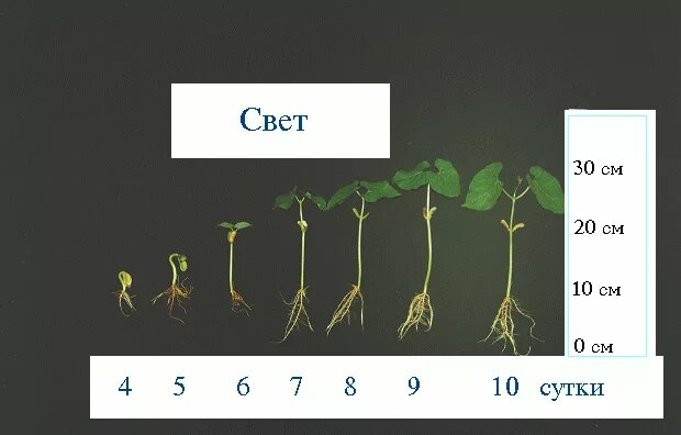фазы развития томатов по дням. средний рост растения. периоды развития растений. средний рост растения. рост цветка.