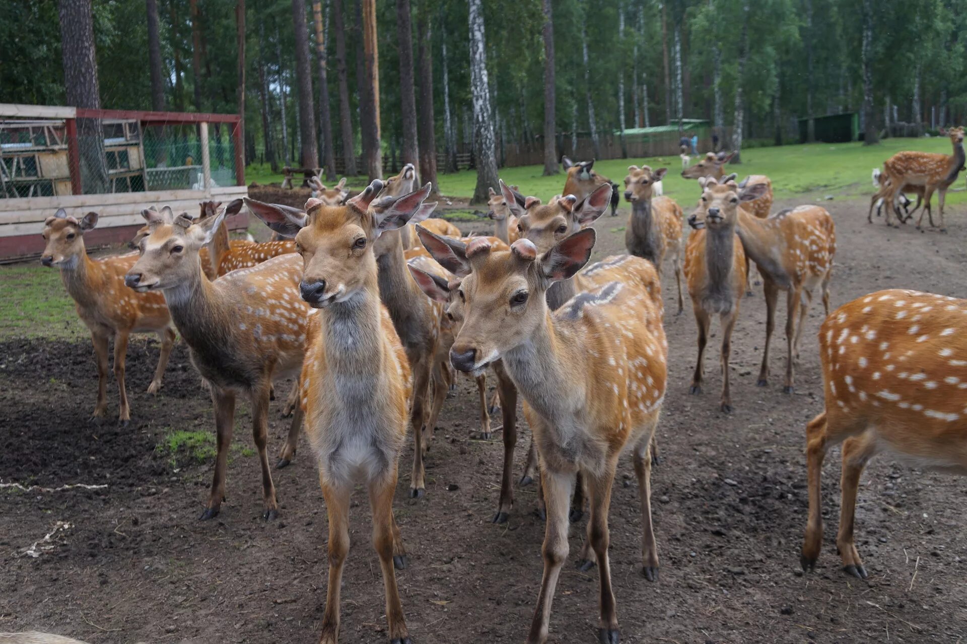 Олени свердловская область