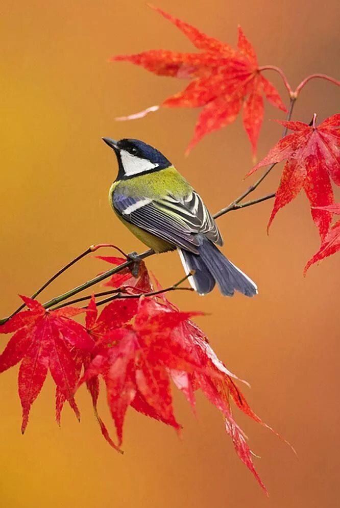 Autumn birds. Осенние птицы. Осень птицы. Птицы в листве. Синица осень.