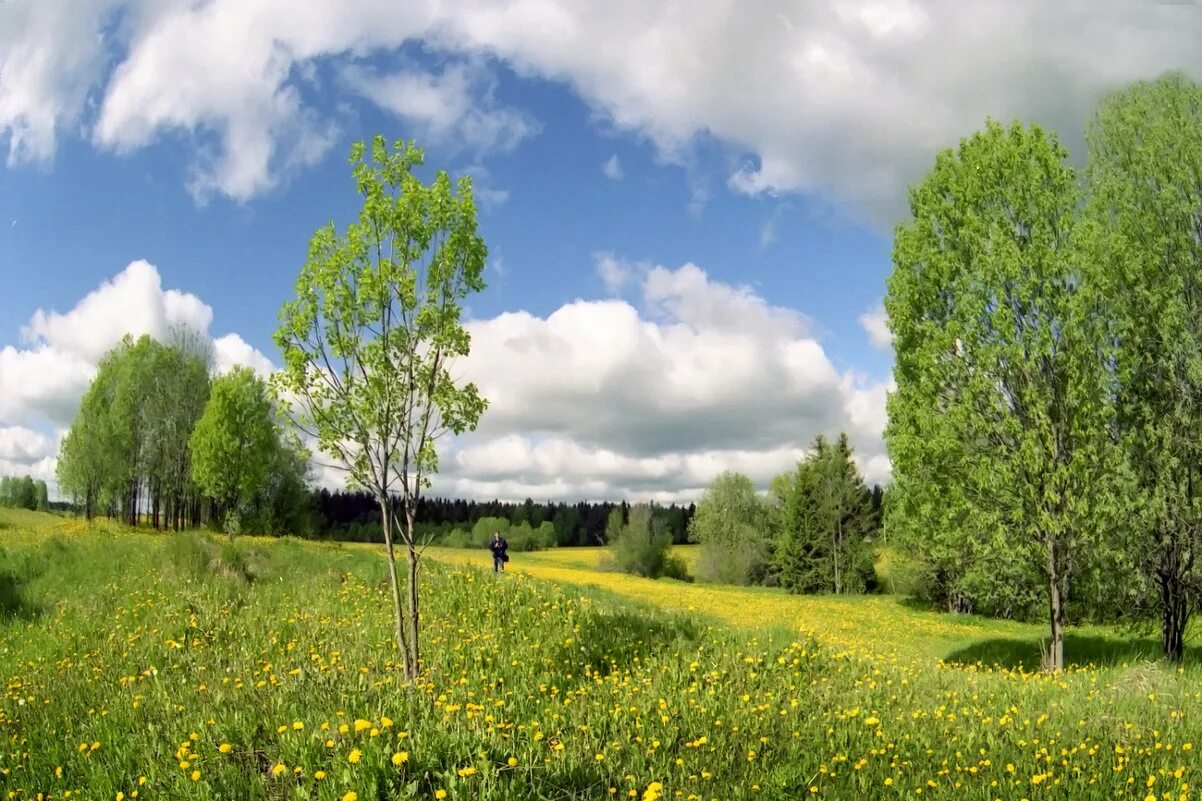 русская природа. березовые рощи на алтае. белая береза кемеровская область. россия раздолье березы. русские березы.
