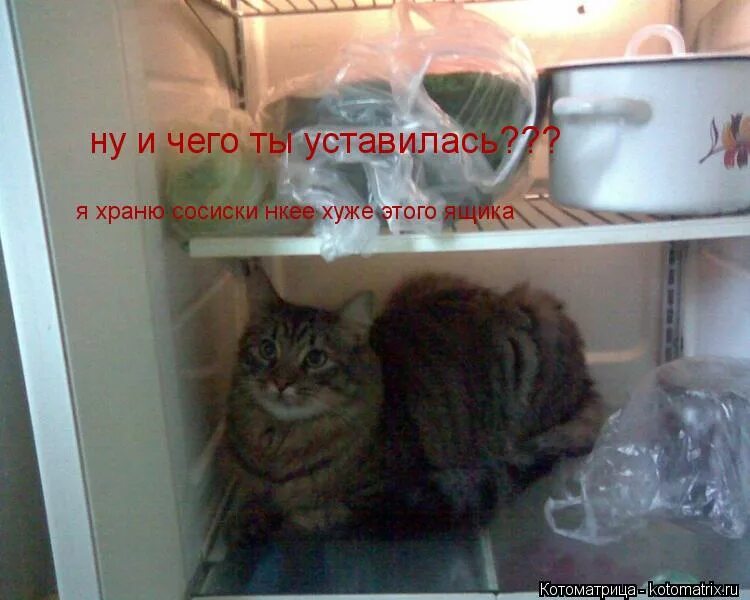 В холодильнике есть что нибудь. Котик в холодильнике. кошка на холодильник. жирный кот в холодильнике.