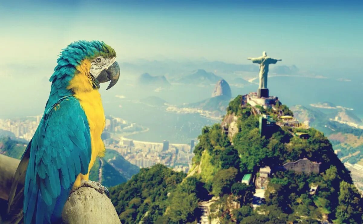 Рио-де-Жанейро. Рио де Жанейро попугаи. Попугай ара в Рио-де-Жанейро. Рио де Жанейро nature.