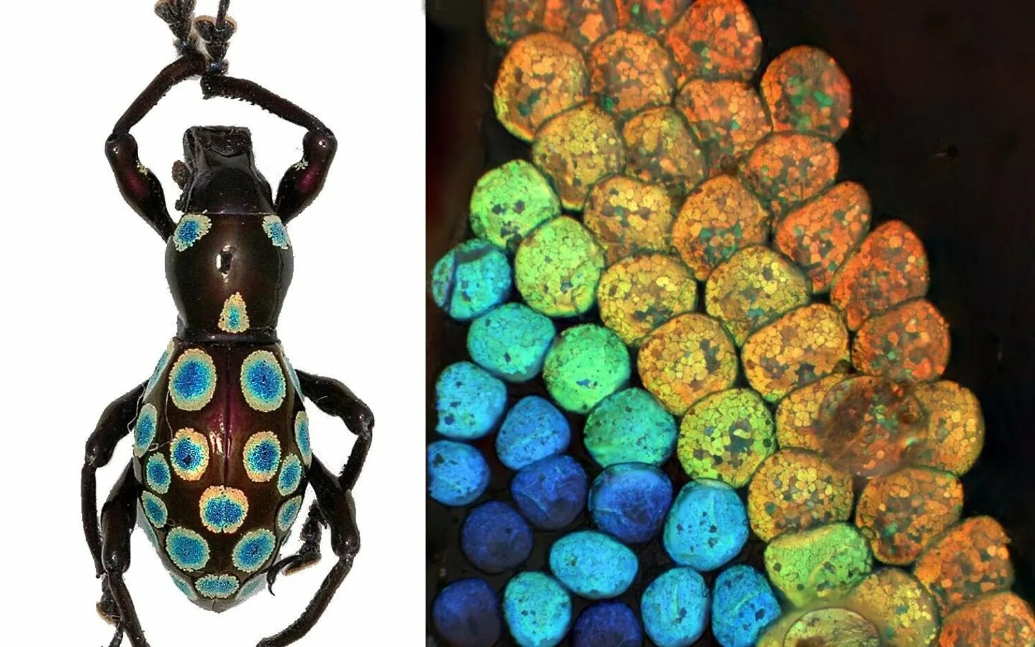 Разноцветные жуки и бабочки. Разноцветные жуки. Жук под микроскопом. Радужный Жук. Надкрылья жука.