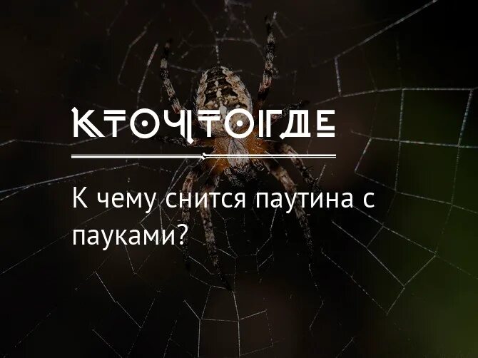 Сонник пауки во сне к чему. К чему снятся пауки и паутина. К чему снится паутина во сне. К чему снится видеть паука с паутиной. В паутине снов.