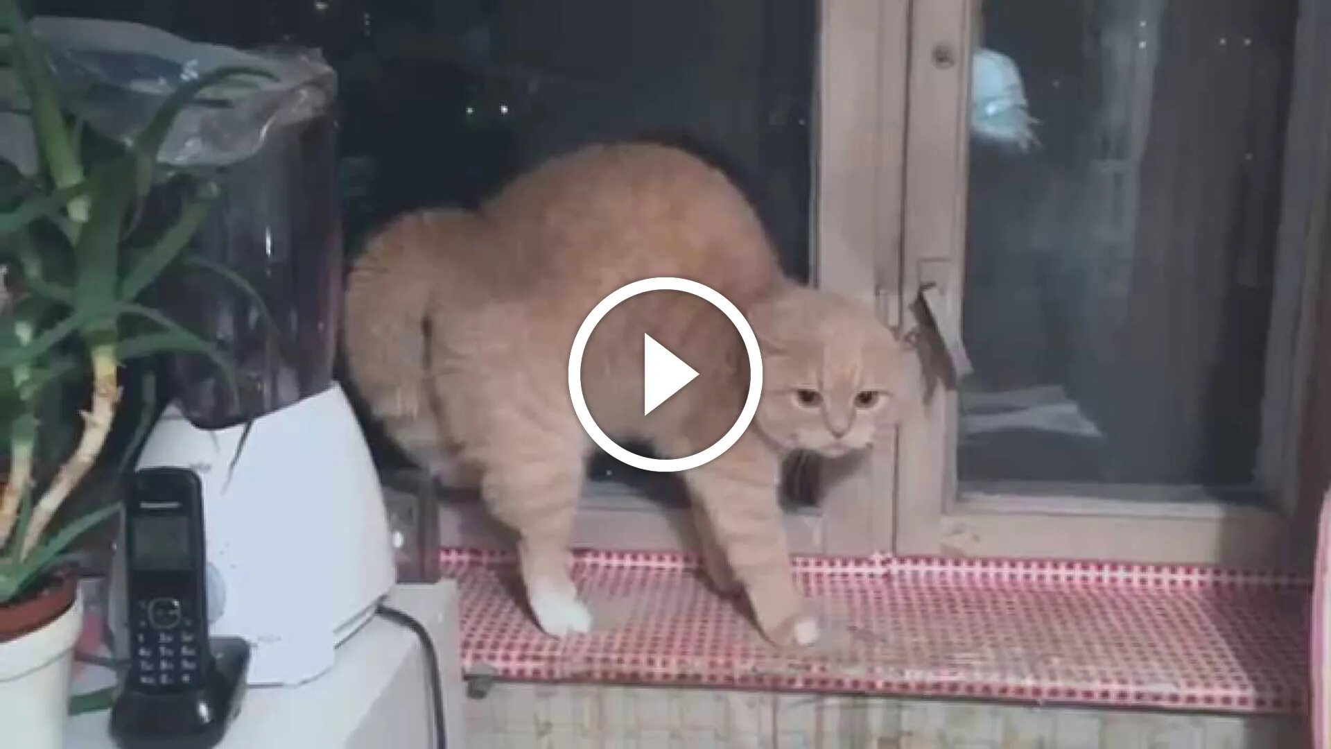 Кошка в испуге. Кот довел сеть до икоты. Кот выглядывает. Смешные испуги котов. Коты испугались видео.