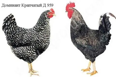 Доминант 959 описание