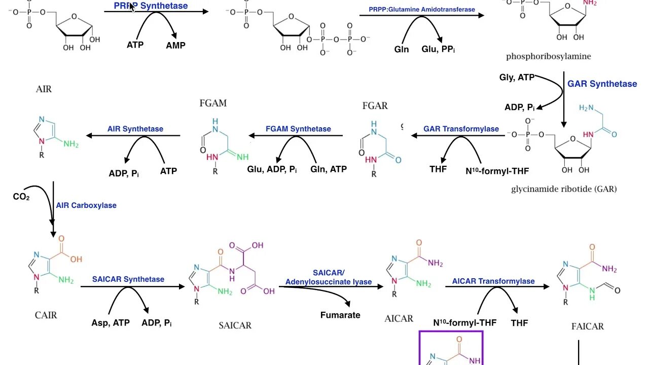 Am synthesis. PRPP биохимия. Synthesis of purine nucleotides. Синтез de novo биохимия. Синтез фосфорибозиламина.