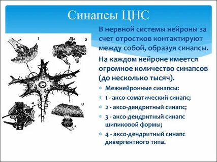 Свойствами центральной нервной системы