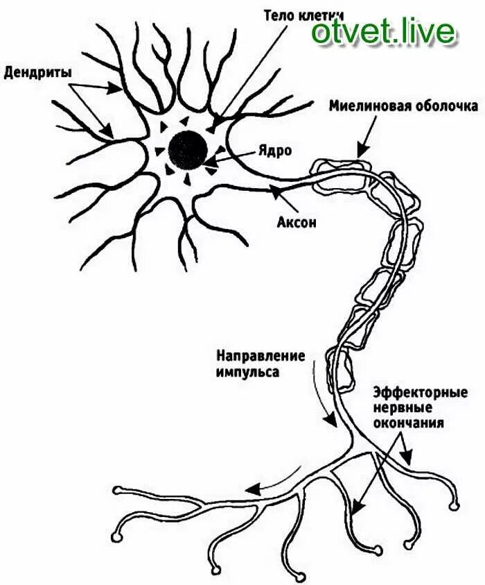 Строение нерва рисунок. Строение нейрона рисунок. Строение нейрона с подписями. Строение клетки нервной ткани нейрона. Схема строения нейрона с подписями.