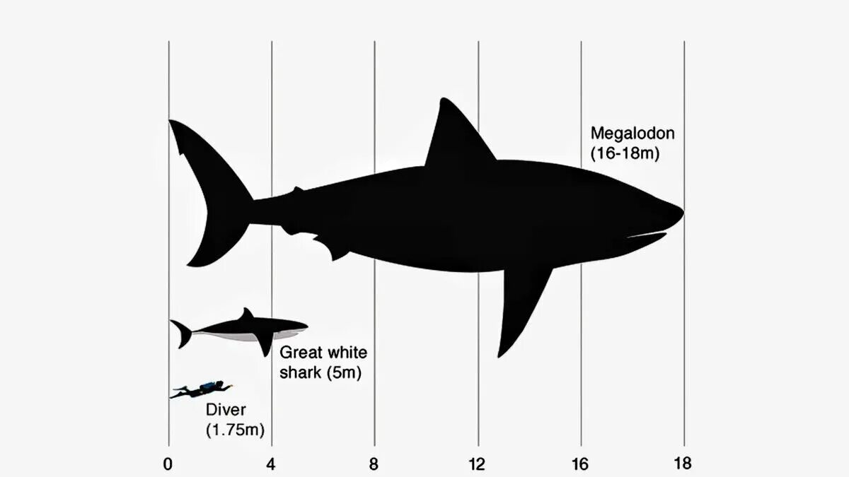 Какой длины акула. Кархародон МЕГАЛОДОН. Белая акула Размеры. Размер МЕГАЛОДОНА. МЕГАЛОДОН Размеры.
