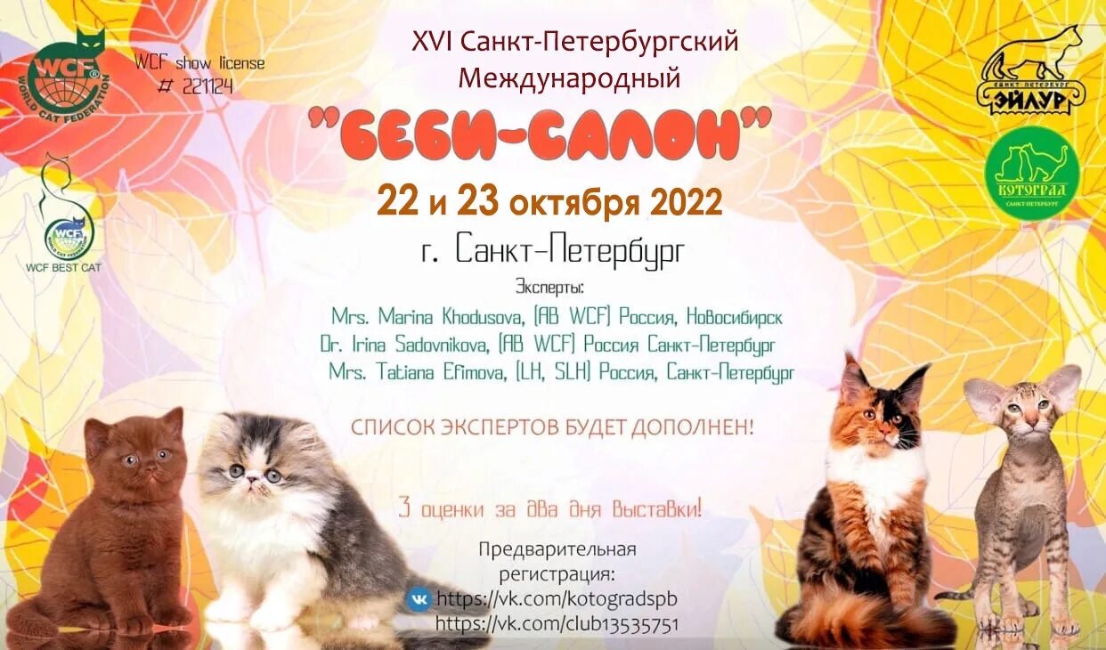 Выставка кошек СПБ. Флаер выставка кошек. Выставка кошек афиша. Выставка кошек 2022.