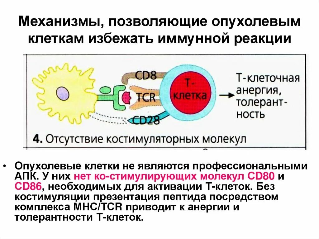 Роль в иммунных реакциях. 12. Механизм развития противоопухолевого иммунного ответа.. Противоопухолевый иммунитет иммунология схема. Механизм развития клеточного иммунного ответа. Этапы иммунного ответа иммунология.