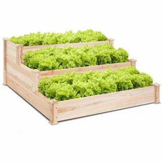 Green vegetable bed