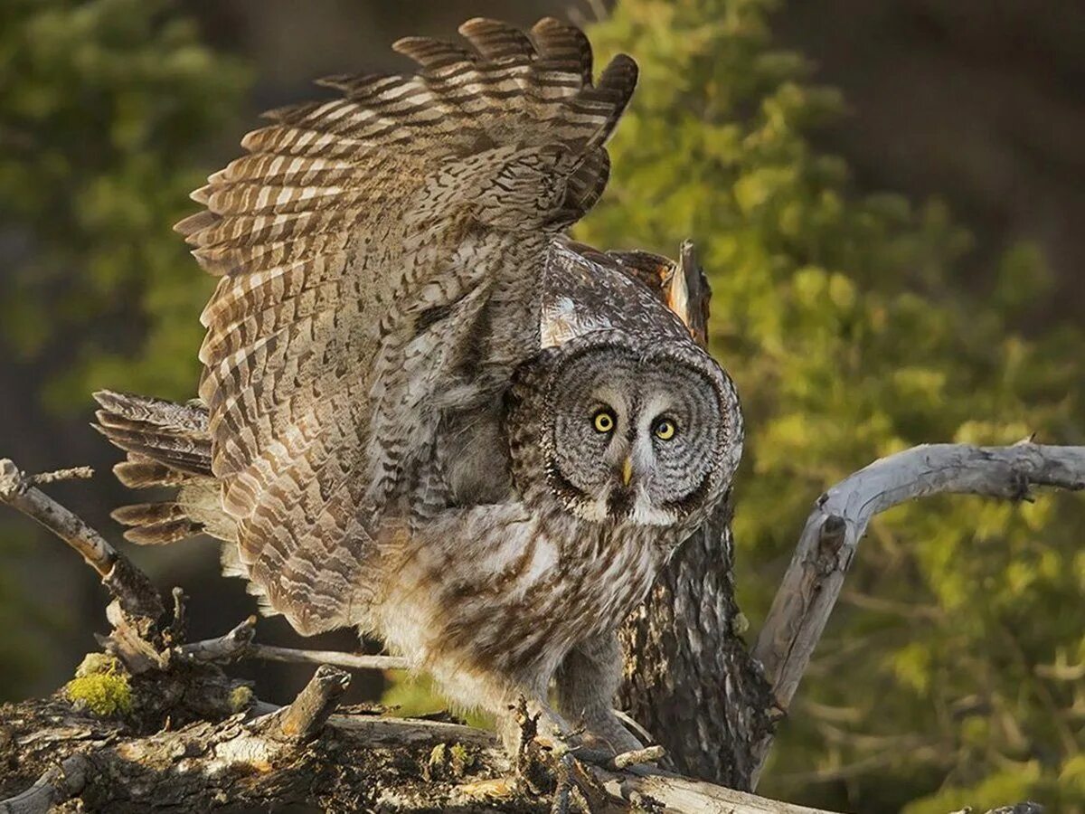 Good owl. Бородатая неясыть. Полярная ушастая Сова. Виргинский Филин (Bubo virginianus). Филин Bubo Bubo.