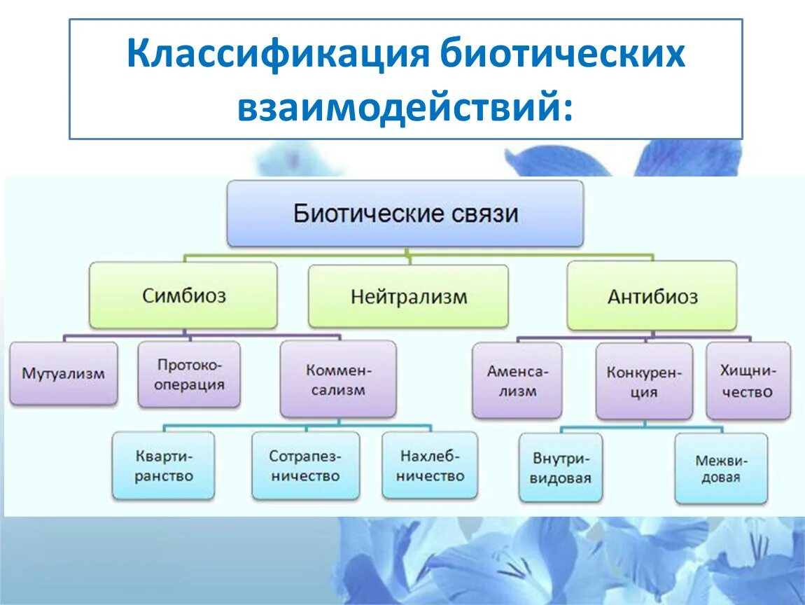 Какие отношения складываются между организмами. Типы биотических взаимоотношений схема. Классификация биотических взаимодействий. Типы взаимодействия биотических взаимоотношений. Биотические взаимоотношения классификация.