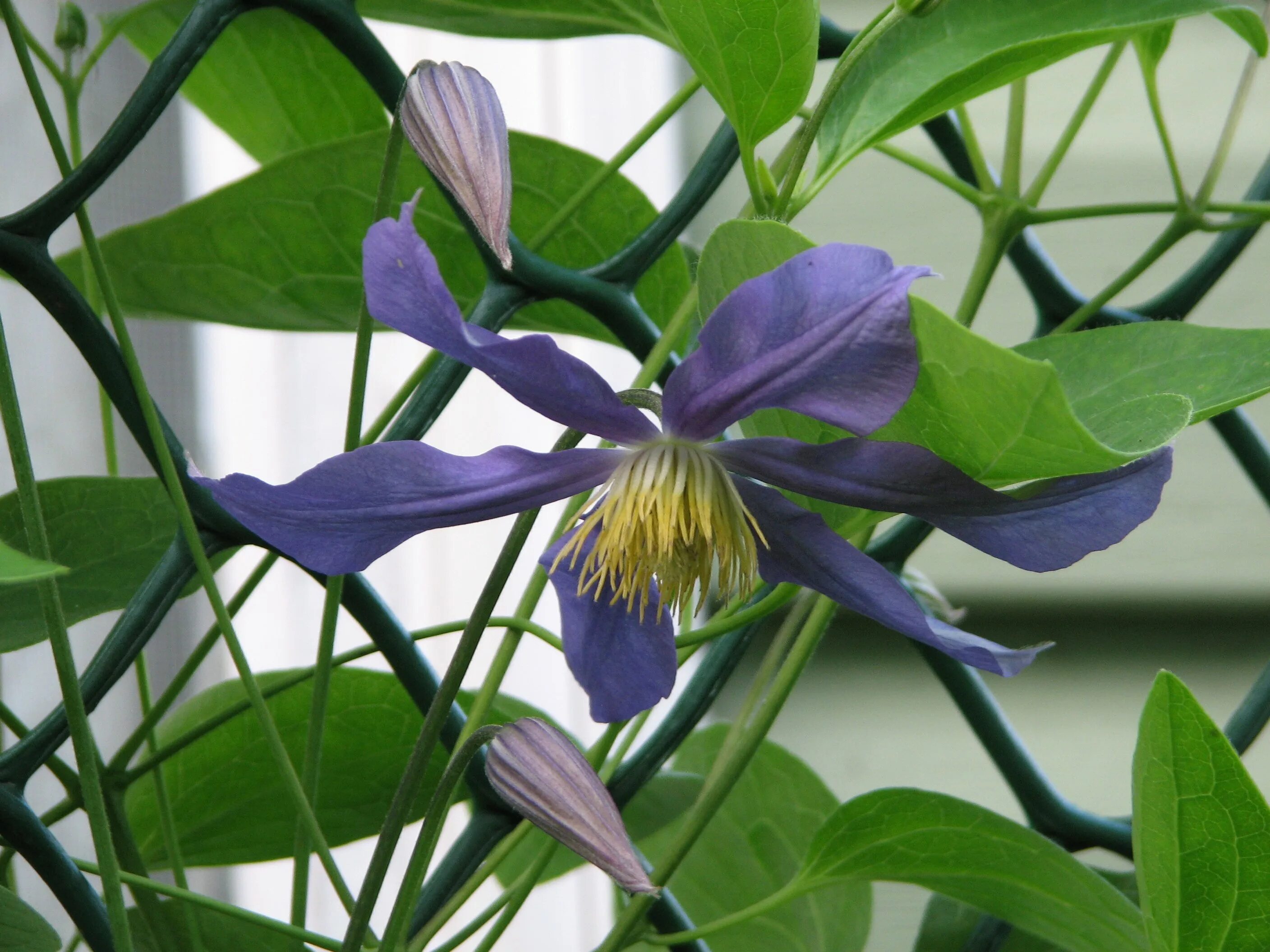 Clematis mandshurica - Image of an specimen - Plantarium