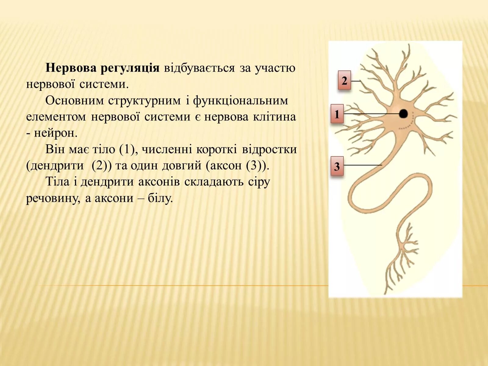 Строение нервной клетки 8 класс. Строение нейрона. строение нейрона рисунок. строение нейрона 8 класс. схема строения нейрона.