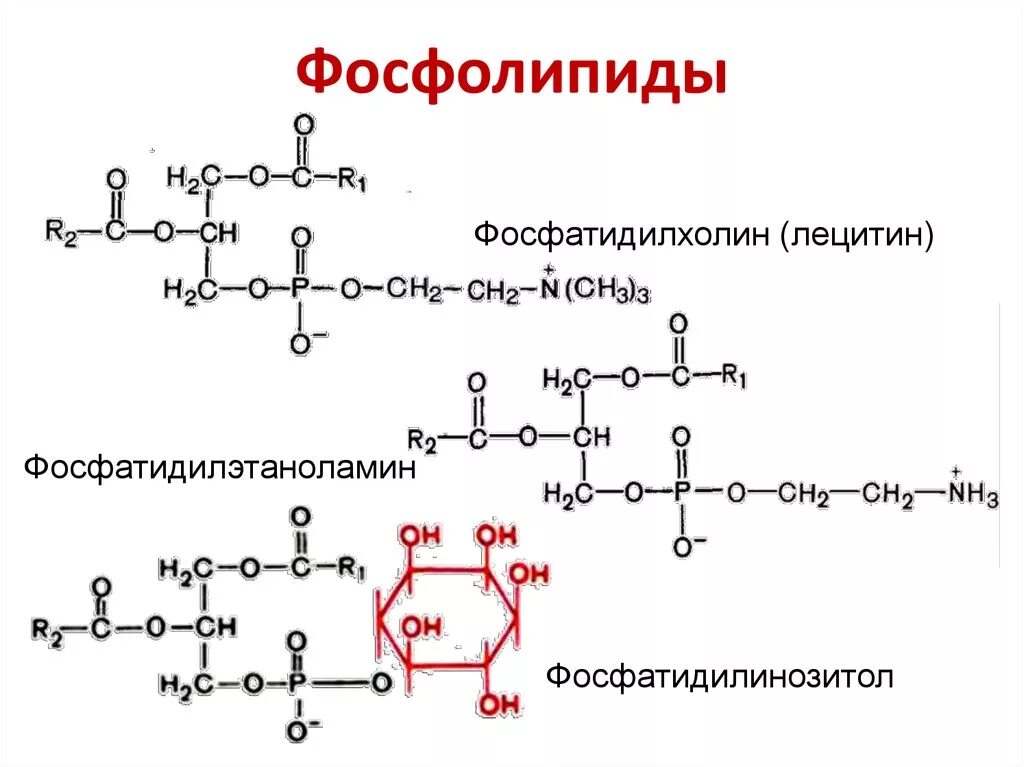 Строение фосфолипидов биохимия. Фосфолипиды строение формула. Формулы фосфолипидов биохимия. Фосфолипиды лецитин формула. Строение фосфолипида