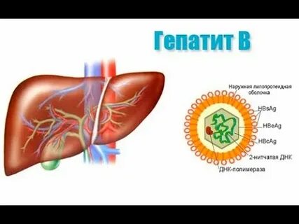 Возбудителем гепатита c является