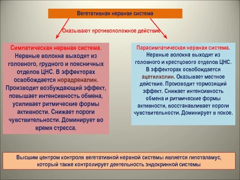 Симпатические нервы оказывают влияние. Вегетативная нервная система. Вегетативная нервная система и Высшая нервная деятельность. Доминирует в покое какая нервная система. Парасимпатическая нервная система доминирует в покое.