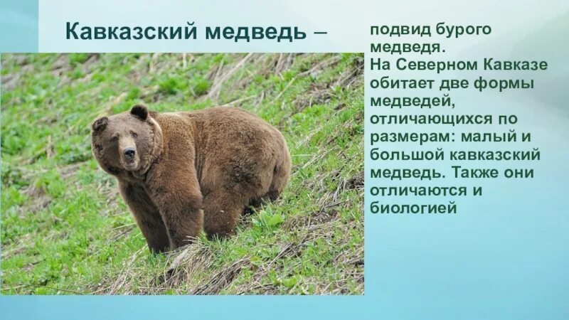 Медведь занесен в красную книгу или нет. Бурый медведь кавказский заповедник. кавказский бурый медведь красная книга. кавказский медведь красная книга-. кавказский подвид бурого медведя.