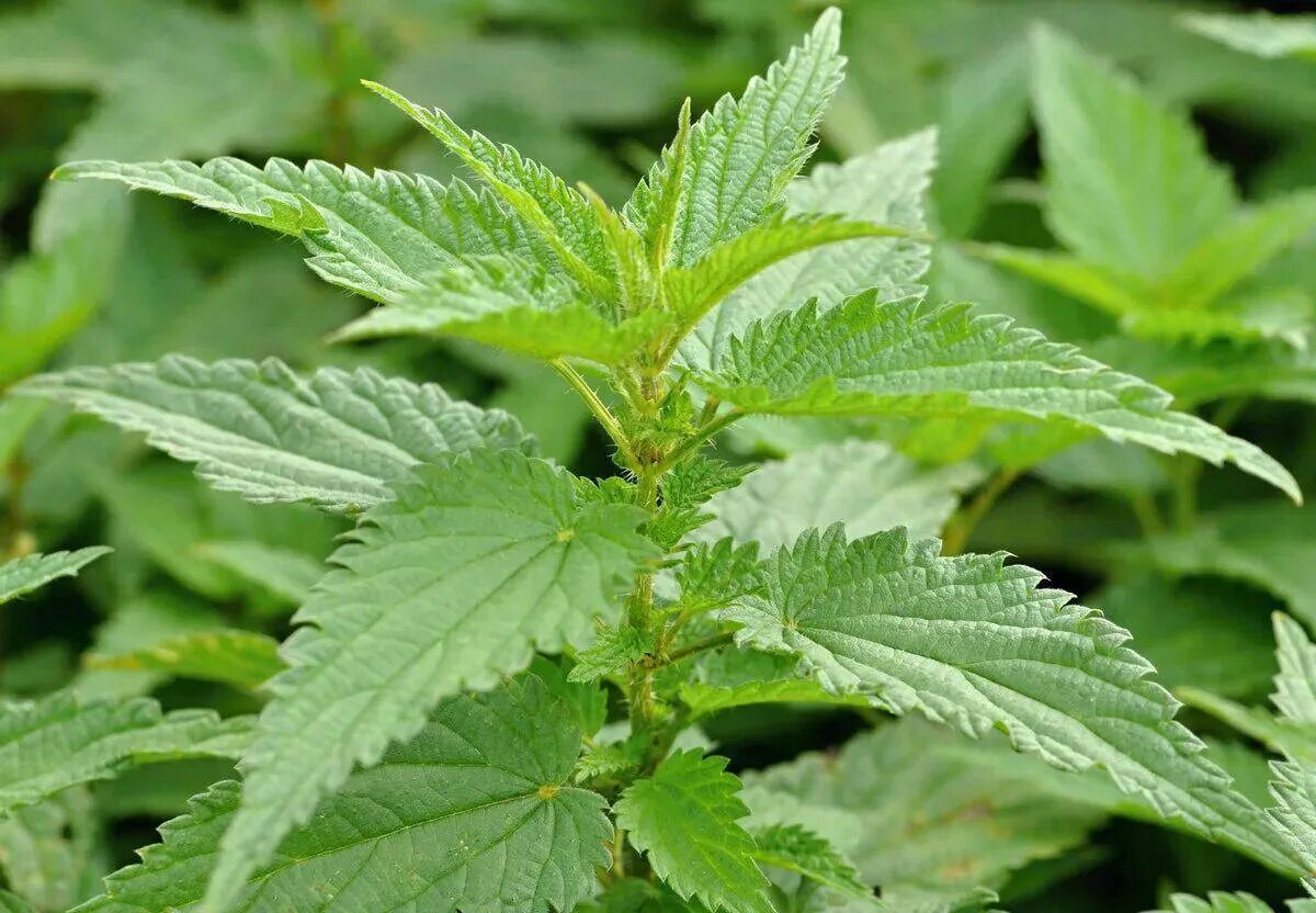 Крапива дома. Крапива двудомная. крапива (urtica dioica). крапива двудомная цветок. крапива пикульниколистная.