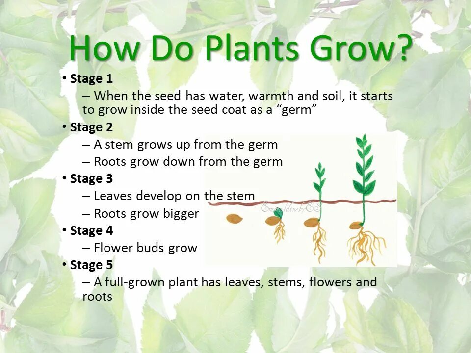 How many plants. How Plants grow. How do Plants grow. How to grow a Plant. How Plants grow for Kids.