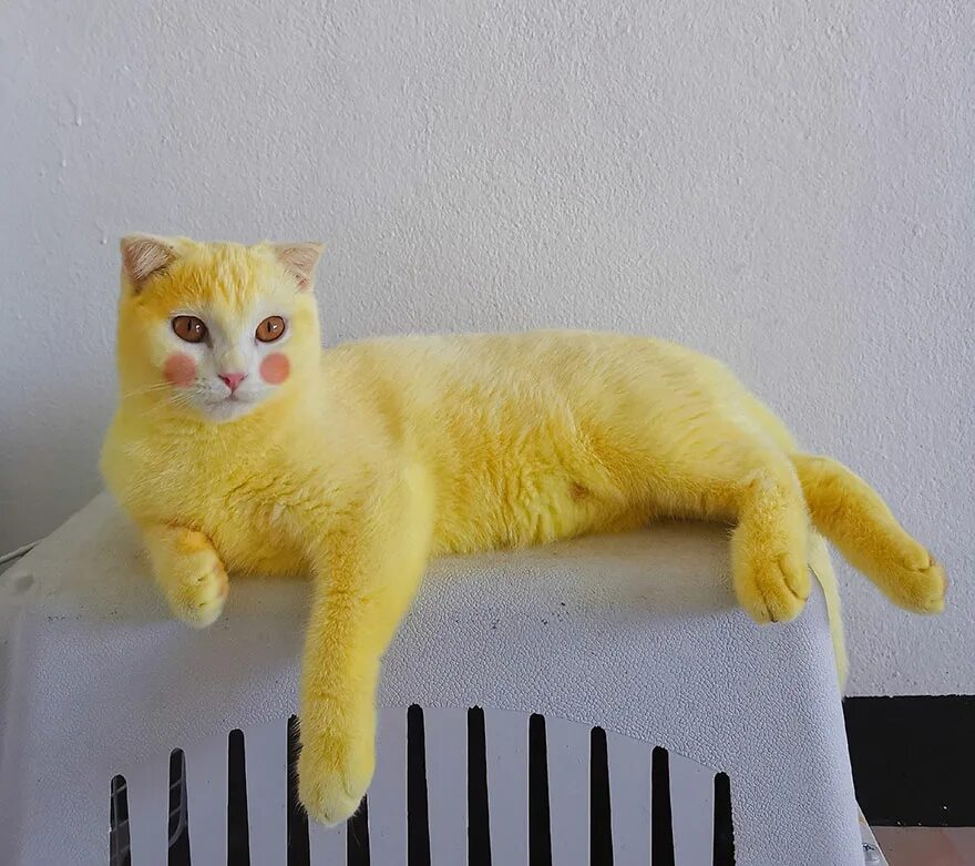 Желтый кот. Желтая кошка. Покрашенный кот. Кошку покрасили. Кошечка желтая