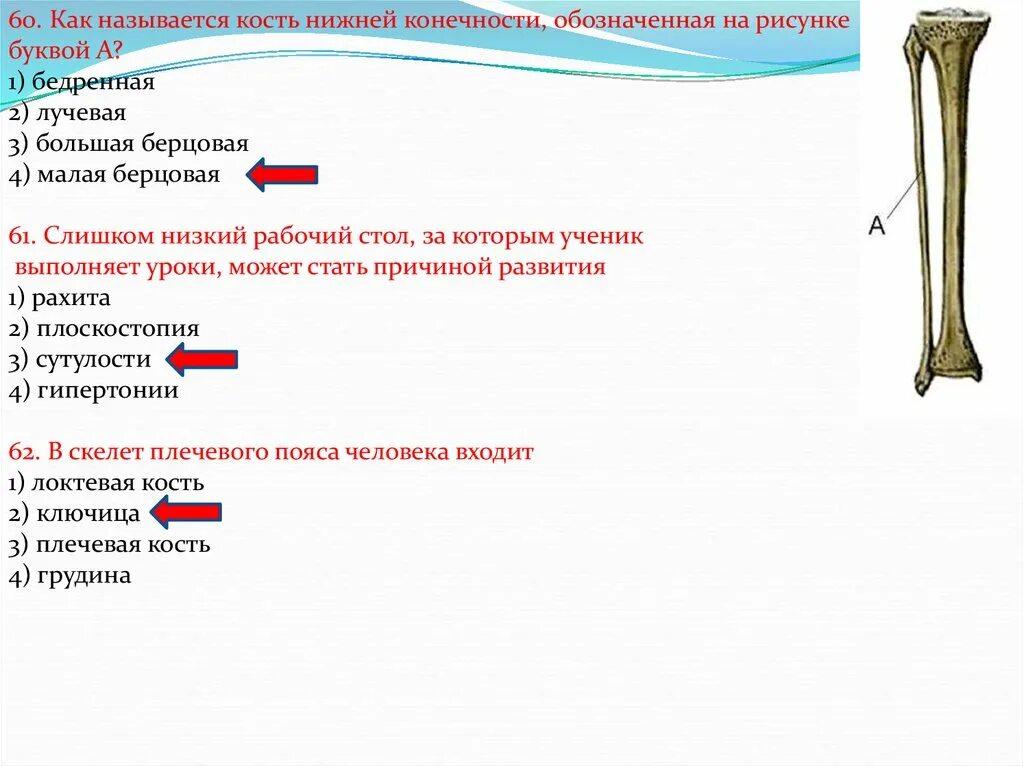 Самая крупная кость поясов конечностей. Малая берцовая кость нижней конечности. Бедренная кость большая берцовая кость малая берцовая лучевая кость. Берцовая кость 4) бедренная кость. Кости нижней конечности малая берцовая кость.