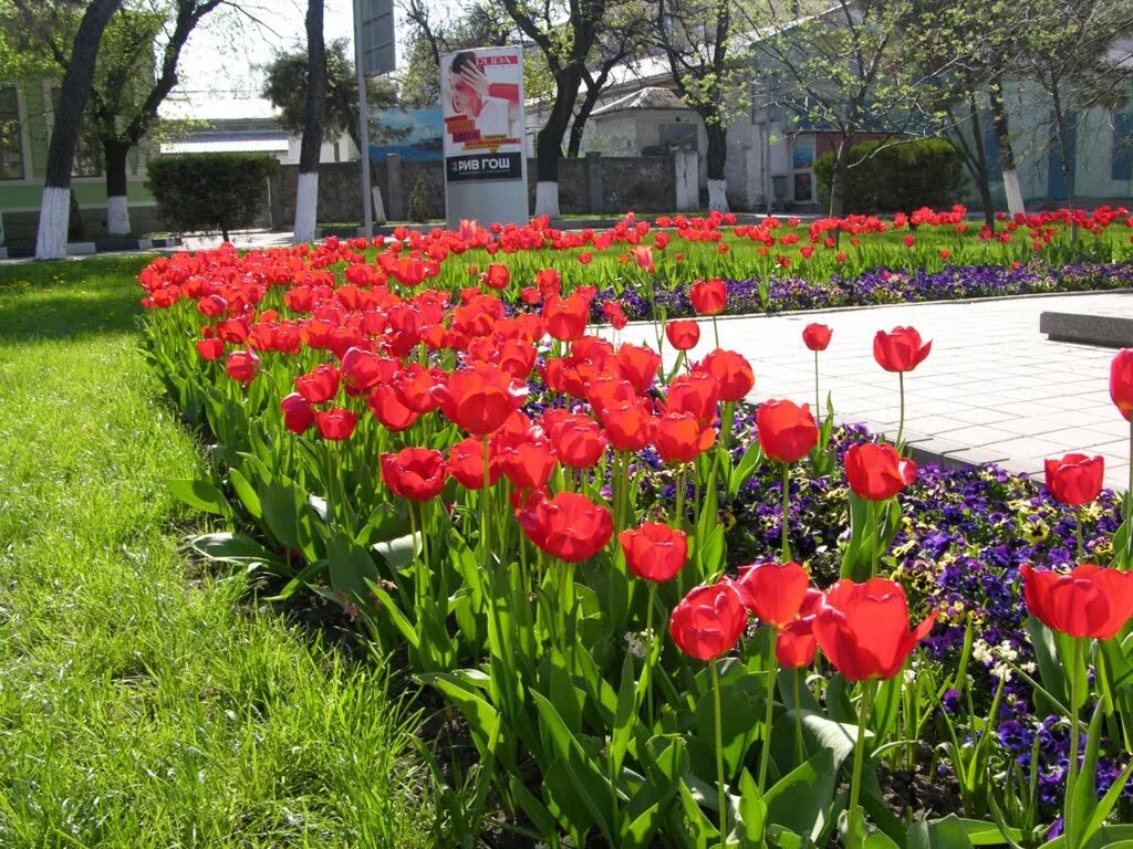 Тюльпан в Мариуполе. Цветы в городе Новороссийске. Цветы Новороссийск тюльпаны.