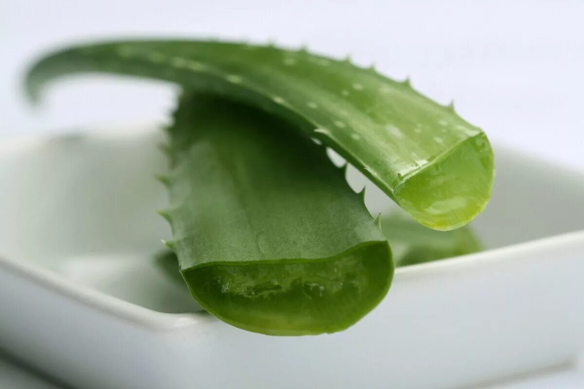 Aloe vera применение