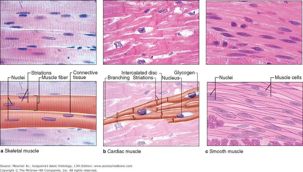 Smooth muscle Tissue Histology. Striated skeletal muscle Tissue. Гладкие мышцы под микроскопом. Гладкие мышцы рисунок. Гладкая мышечная ткань в дерме