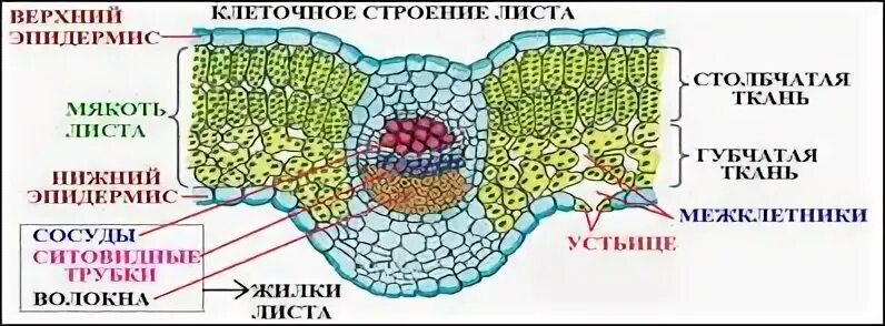 Мякоть листа название