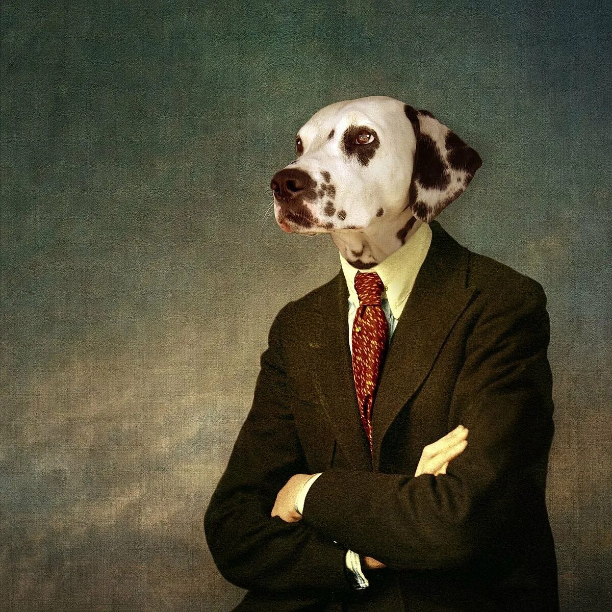 Подозревающая собака. Собака подозревака. Собака подо. Собака подо. Сиба ину.