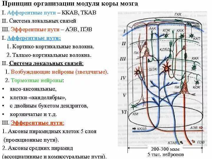 Организация коры головного мозга. Модуль головного мозга гистология. Модульный принцип организации коры больших полушарий. Модульный принцип организации коры полушарий большого мозга. Эфферентные пути коры головного мозга.