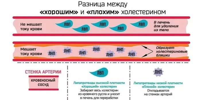 Плохой и хороший холестерин. Холестерин хороший и плохой нормы. Показатели плохого и хорошего холестерина. Исследование крови на холестерин. Расширенный холестерин