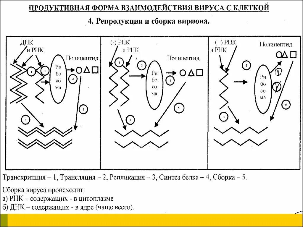 Продуктивная форма взаимодействия вируса с клеткой. Продуктивный и интегративный типы взаимодействия вируса с клеткой. Продуктивный Тип взаимодействия вируса. Взаимодействие вируса с клеткой.