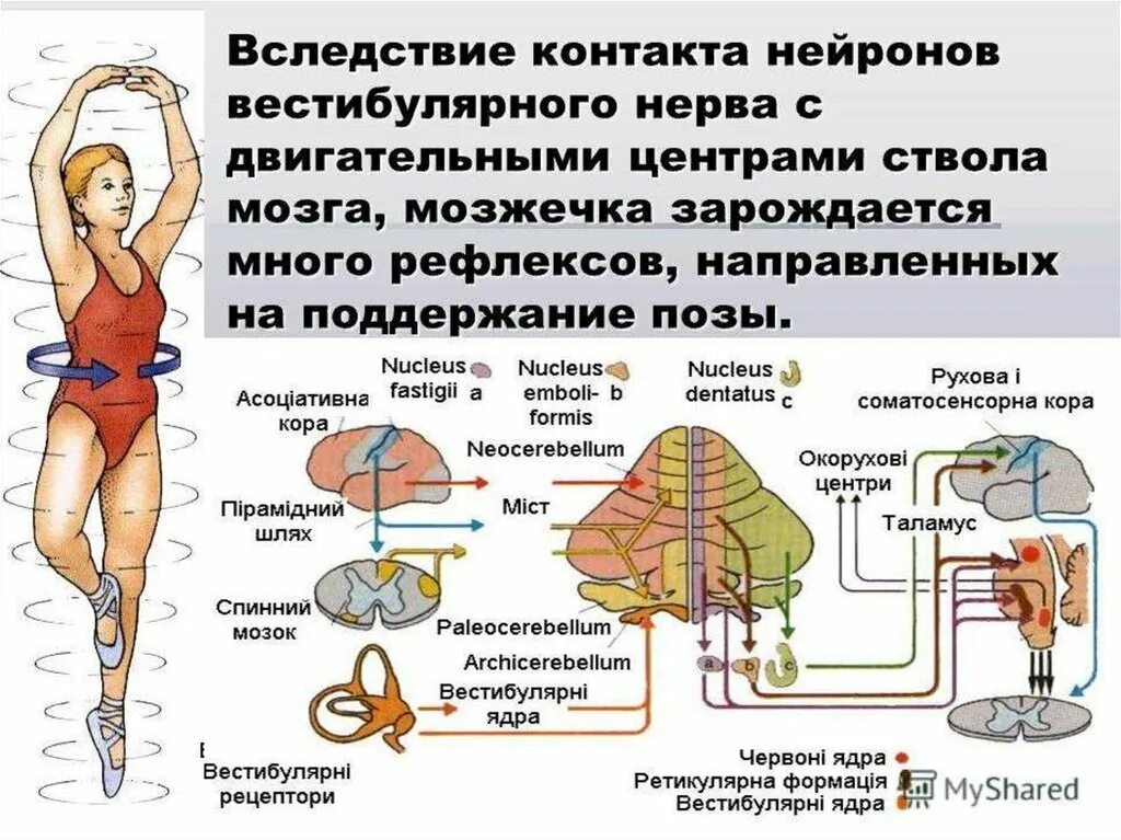 Двигательного аппарата и нервной