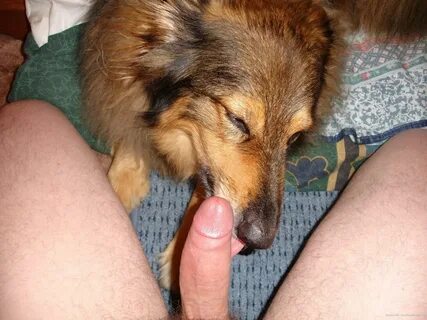 Slideshow my dog licks my dick.