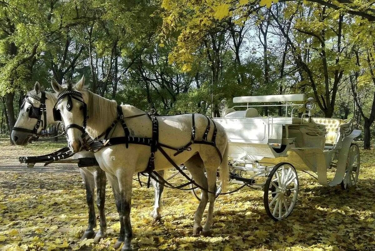 Карета Дилижанс Петергоф. Карета повозка Бричка. Карета с лошадью. Повозка с лошадью.