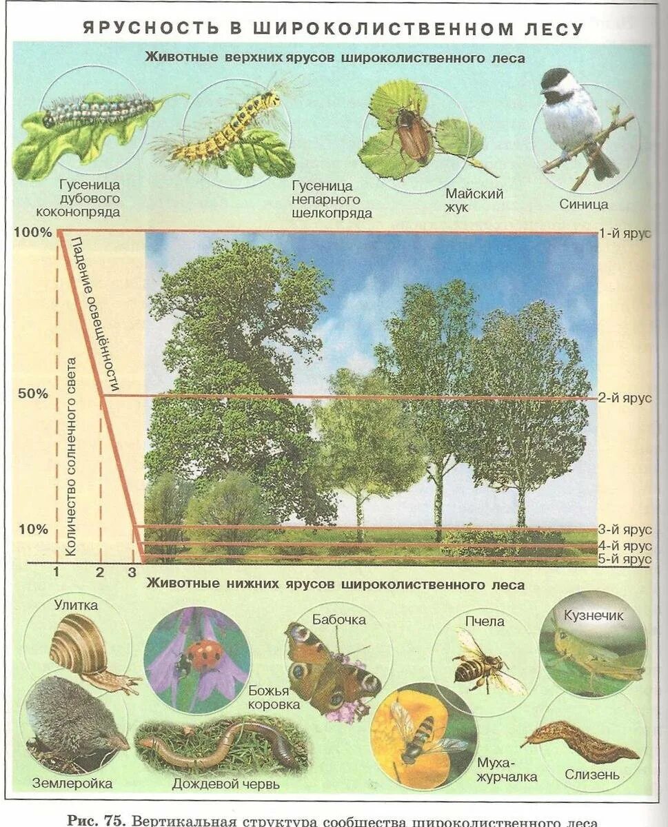 Обитатели ярусов. Ярусы леса схема. Ярусность растений леса. Животные широколиственного леса по ярусам. Ярусность лесного биоценоза.