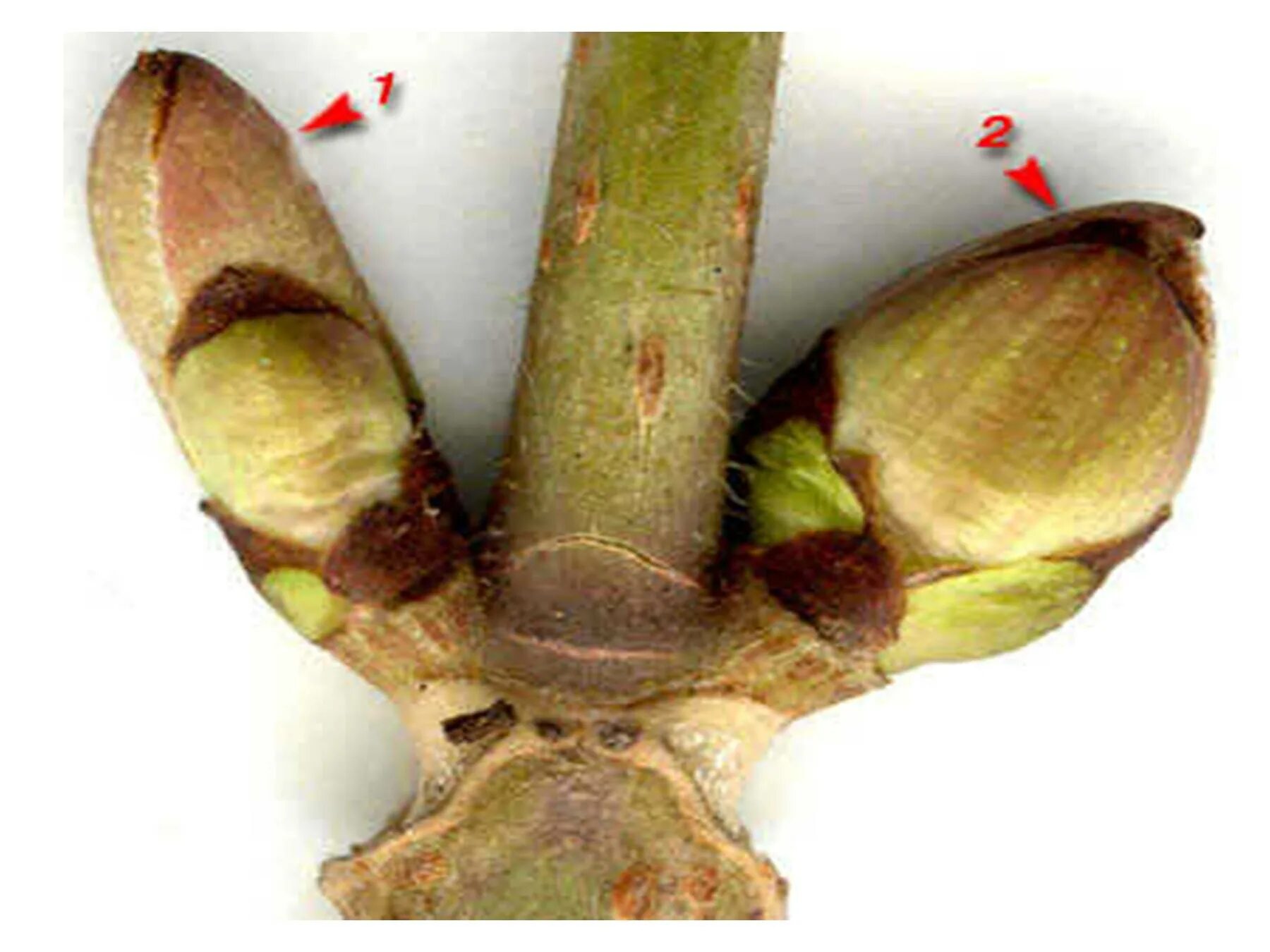Вегетативная почка на побеге. Генеративные почки тополя. Генеративная почка сирени. Вегетативная почка сирени. Вегетативная почка яблони.