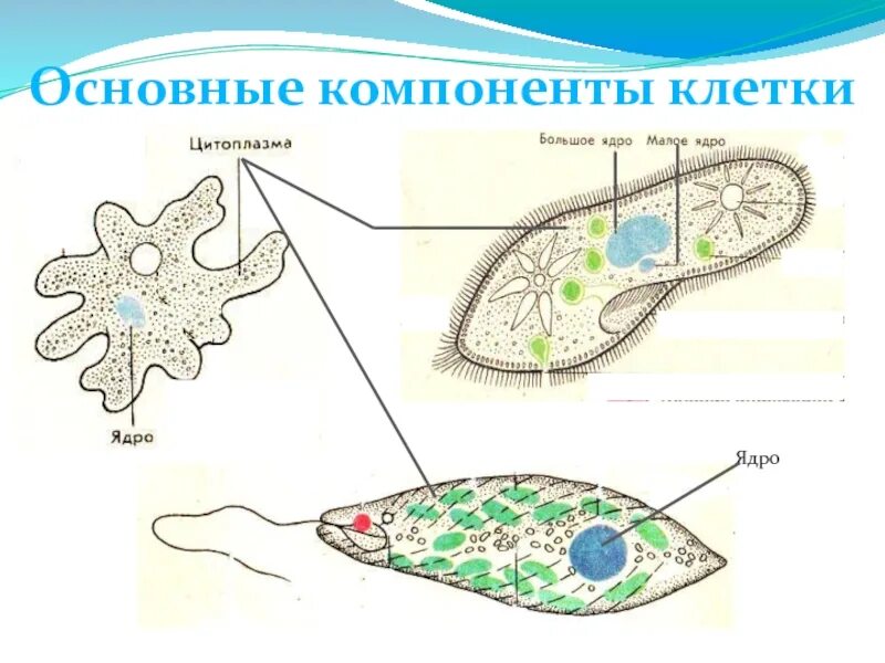 Клетка простейшего