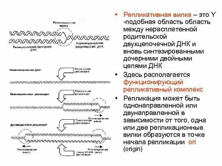 Структура днк репликация. Репликон и репликативная вилка. репликация днк репликон. строение репликативной вилки биохимия. вилка репликации днк.