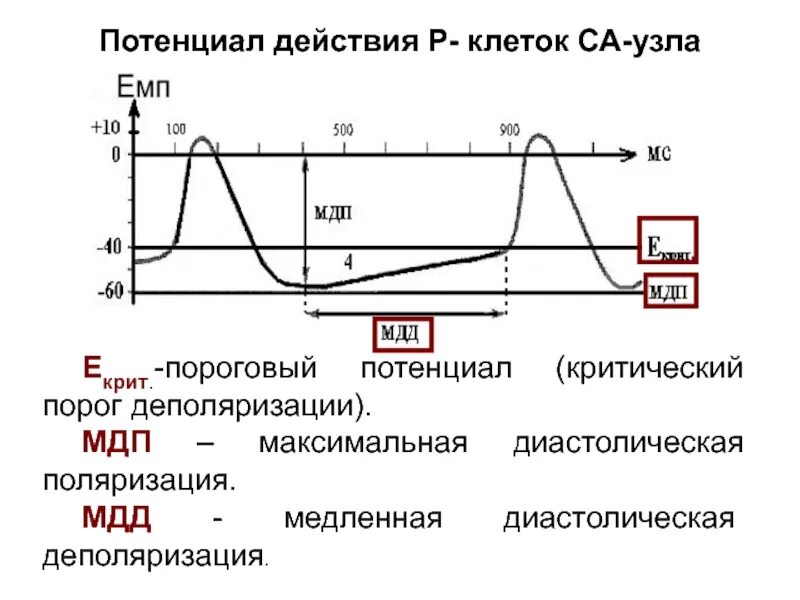 Потенциал действия клеток синоатриального узла. Фазы потенциала действия са узла. Потенциал действия клетки пейсмейкера. Потенциал действия клеток синусного узла. Пд клетки